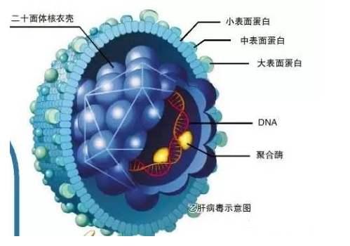 最新型冠状病毒情况概述与动态更新