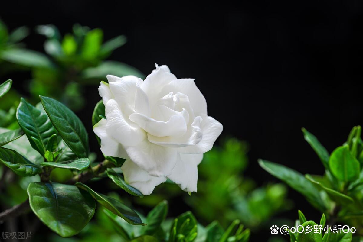 栀子花价格最新动态，温情与家的温馨之旅