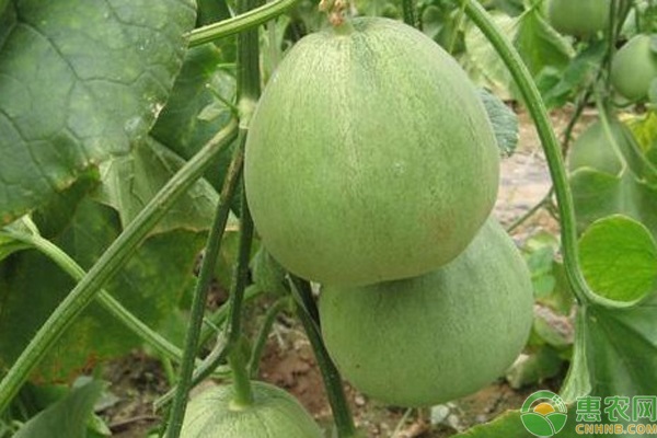 香瓜最新价格行情分析🍈🌄